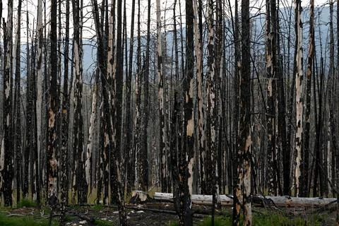 Burned forest after wildfire. Dramatic burned forest in Canada Photos