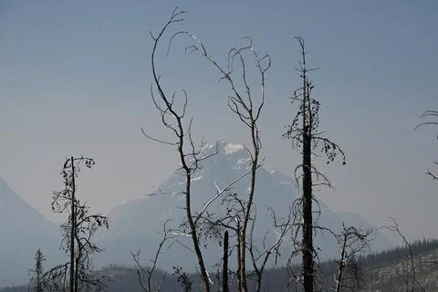 Burned forest after wildfire. Dramatic burned forest in Canada 库存照片