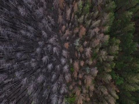 Burned forest and live forest wild nature landscape aerial view Stock Footage 78157203