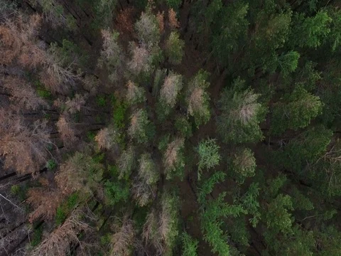 Burned forest and live forest wild nature landscape aerial view Stock Footage 78157213