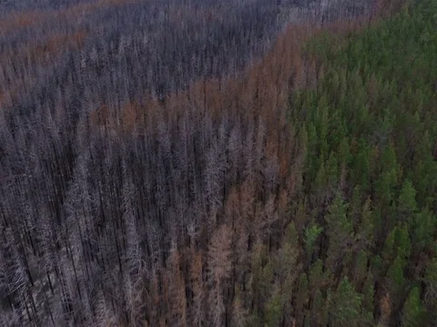 Burned forest and live forest wild nature landscape aerial view Stock Footage 78157476