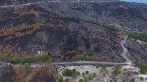 Burned Forest and Surviving Green Patches After Wildfire Stock Footage 320563243