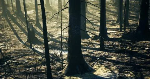 Burned forest area showing tree trunks and shadows Stock Illustration