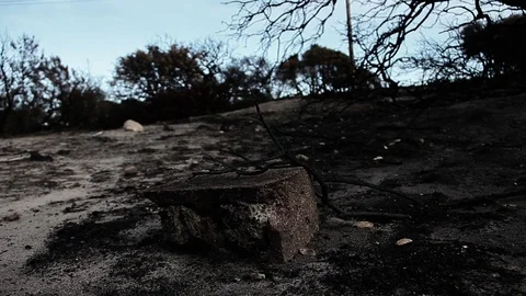 Burned forest, brick Stock Footage 94255104