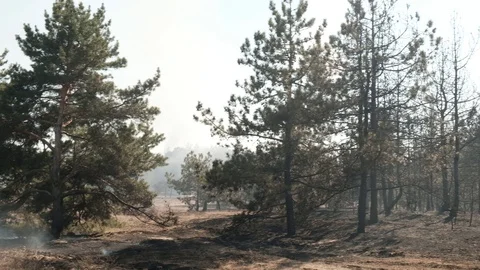 Burned forest, charred earth after the fire Stock-Footage 129311544