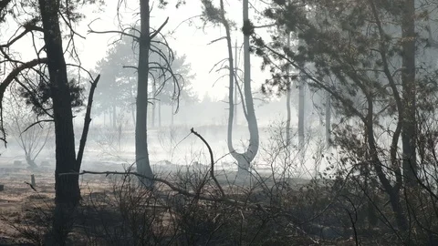 Burned forest, charred earth after the fire Stock-Footage 129320149