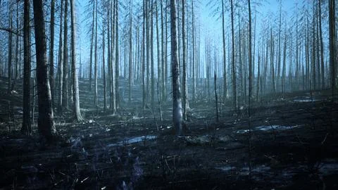 A burned forest with charred trees and a destroyed landscape Stock Illustration