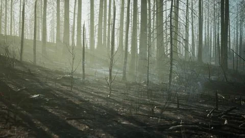 A burned forest with charred trees and a haunting atmosphere Stock Illustration