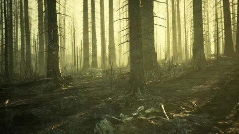 A burned forest with charred trees and ash-covered ground Stock Illustration