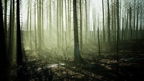 A burned forest with charred trees standing tall 스톡 일러스트