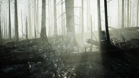 A burned forest with charred trees standing tall in a desolate landscape Stock Illustration