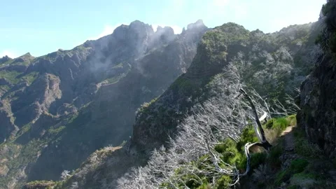 Burned forest on the cliffs on a sunny day. White trees and mountain peaks. Stock-Footage 171294751