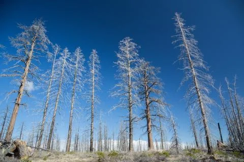 Burned forest, dead trees Foto stock