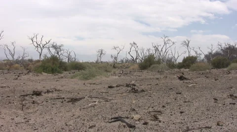 Burned Forest Stock-Footage 920640