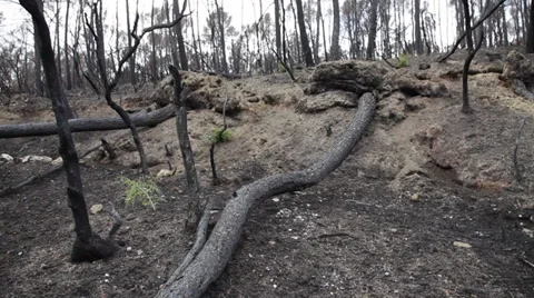 Burned forest Stock Footage 29660899