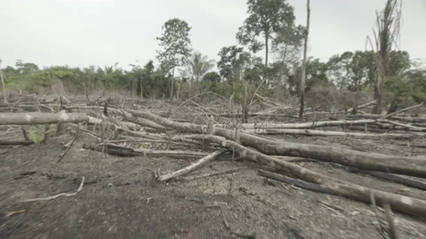 Burned in the forest Stock Footage 151362669