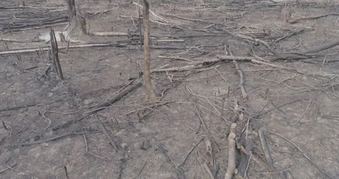Burned forest Stock Footage 151363364