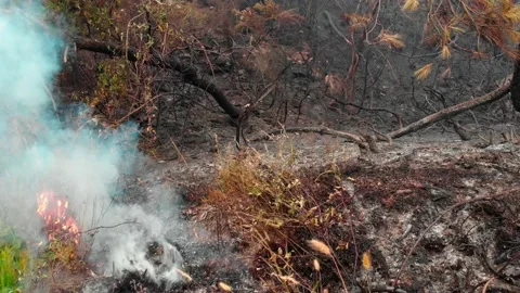 Burned forest Stockbeeldmateriaal 201490303