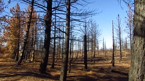 Burned Forest Video stock 255095608