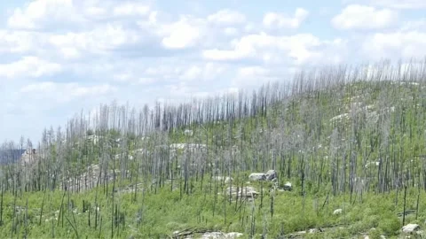Burned Forest Landscape After Wildfire With New Green Growth Vídeo Stock 337718931