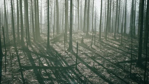 Burned forest landscape revealing charred trees and eerie shadows Stock Footage 331401516