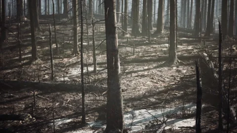 Burned forest landscape reveals the aftermath of wildfire devastation 動画素材 331418984