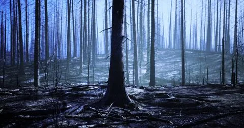 Burned forest landscape showcases aftermath of wildfire damage 스톡 일러스트