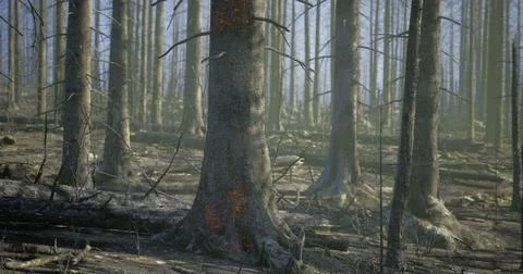 Burned forest landscape showing aftermath of wildfires in early morning light Stock Illustration