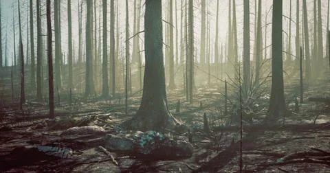 Burned forest landscape shows aftermath of wildfire under soft light Stock Illustration