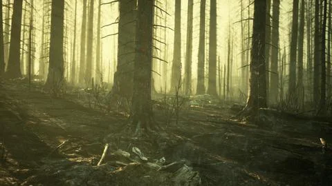 A burned forest landscape with tall trees standing イラスト素材