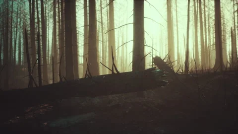 Burned forest in the mountains Video stock 233514866