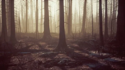 Burned forest in the mountains Stock Footage 239407406