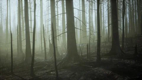 Burned forest in the mountains Stock Illustration