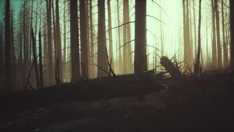 Burned forest in the mountains Stock Illustration