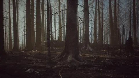 Burned forest in the mountains Stock Illustration
