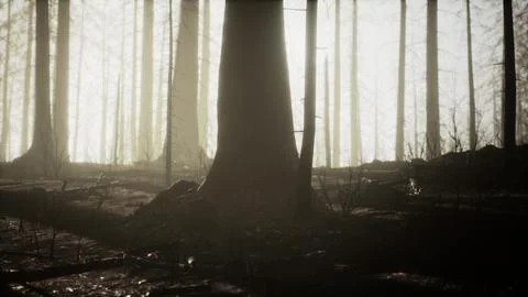 Burned forest in the mountains Stock Illustration