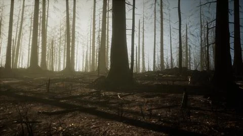 Burned forest in the mountains Stock Illustration