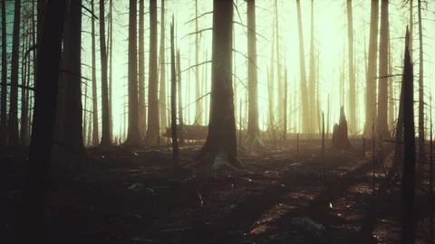 Burned forest in the mountains Stock Illustration