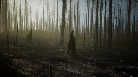 Burned forest in the mountains Stock Illustration