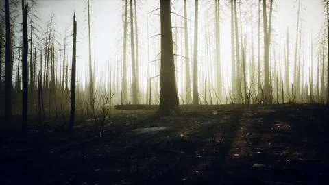 Burned forest in the mountains Stock Illustration