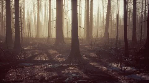 Burned forest in the mountains Stock Illustration