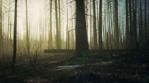 Burned forest in the mountains Stock Illustration