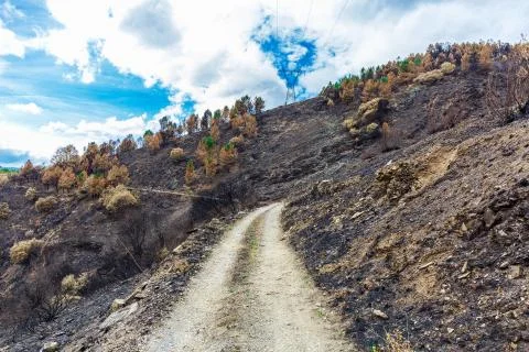 Burned forest in the mountains Stock Photos