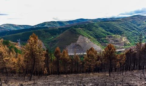 Burned forest in the mountains Stock Photos
