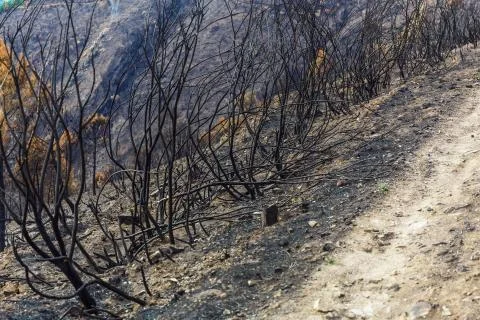 Burned forest in the mountains Stock Photos