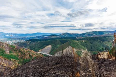Burned forest in the mountains Stock Photos
