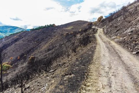 Burned forest in the mountains Stock Photos