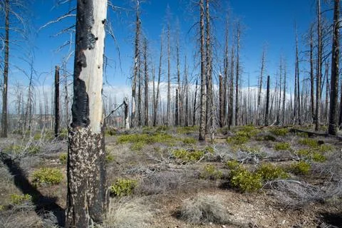 Burned forest Foto stock
