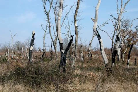 Burned forest Stock Photos