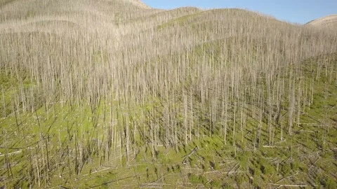 Burned forest in recovery Stock Footage 166363433